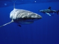 Oceanic Whitetip Shark