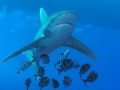 Oceanic Whitetip Shark