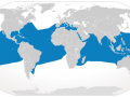 Oceanic Whitetip Shark