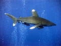 Oceanic Whitetip Shark
