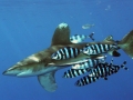 Oceanic Whitetip Shark