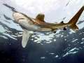 Oceanic Whitetip Shark