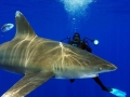 Oceanic Whitetip Shark