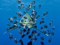 Oceanic Whitetip Shark