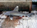 Oceanic Whitetip Shark