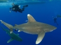 Oceanic Whitetip Shark