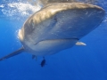 Oceanic Whitetip Shark