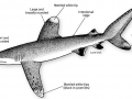Oceanic Whitetip Shark