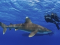 Oceanic Whitetip Shark