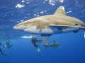 Oceanic Whitetip Shark