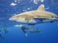 Oceanic Whitetip Shark