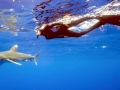 Oceanic Whitetip Shark