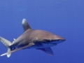 Oceanic Whitetip Shark