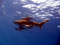 Oceanic Whitetip Shark