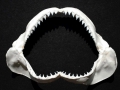 Oceanic Whitetip Shark