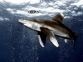 Oceanic Whitetip Shark