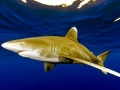 Oceanic Whitetip Shark