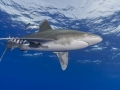 Oceanic Whitetip Shark