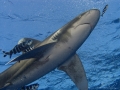 Oceanic Whitetip Shark