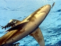 Oceanic Whitetip Shark