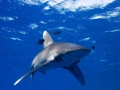 Oceanic Whitetip Shark