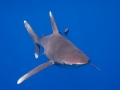 Oceanic Whitetip Shark