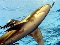 Oceanic Whitetip Shark3