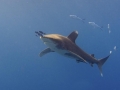 Oceanic Whitetip Shark
