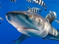 Oceanic Whitetip Shark