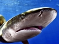 Oceanic Whitetip Shark