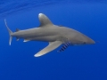 Oceanic Whitetip Shark