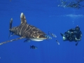 Oceanic Whitetip Shark