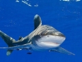 Oceanic Whitetip Shark