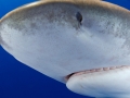 Oceanic Whitetip Shark