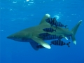 Oceanic Whitetip Shark