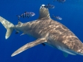 Oceanic Whitetip Shark