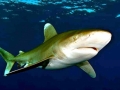 Oceanic Whitetip Shark