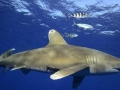 Oceanic Whitetip Shark