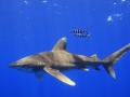 Oceanic Whitetip Shark