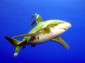 Oceanic Whitetip Shark