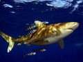 Oceanic Whitetip Shark