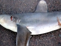Oceanic Whitetip Shark