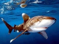 Oceanic Whitetip Shark