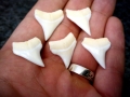 Oceanic Whitetip Shark