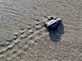 Olive Ridley Sea Turtle