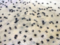 Olive Ridley Sea Turtle