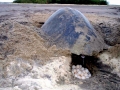 Olive Ridley Sea Turtle