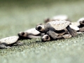 Olive Ridley Sea Turtle