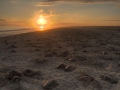 Olive Ridley Sea Turtle