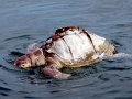 Olive Ridley Sea Turtle